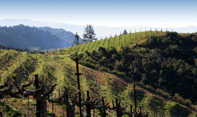 View of the Ladera mountainside vineyards in Napa Valley, California